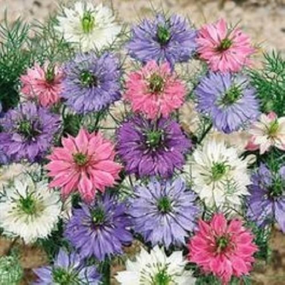 Nigella Double Love in the Mist Mix Seed for Plantings for Planting for Unique and Beautiful Blooms Heirloom Non-GMO See