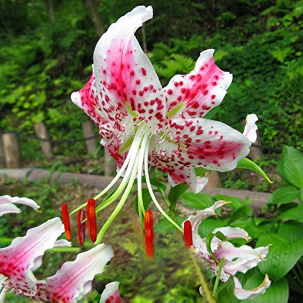 Pink Dot Lilium Brownii Seeds for Planting in Flower Bed & Garden