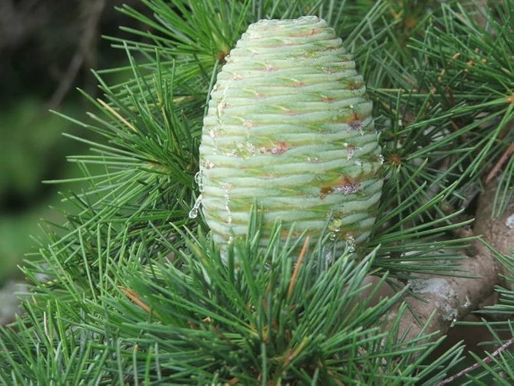 Cedrus Deodara Seeds for Planting