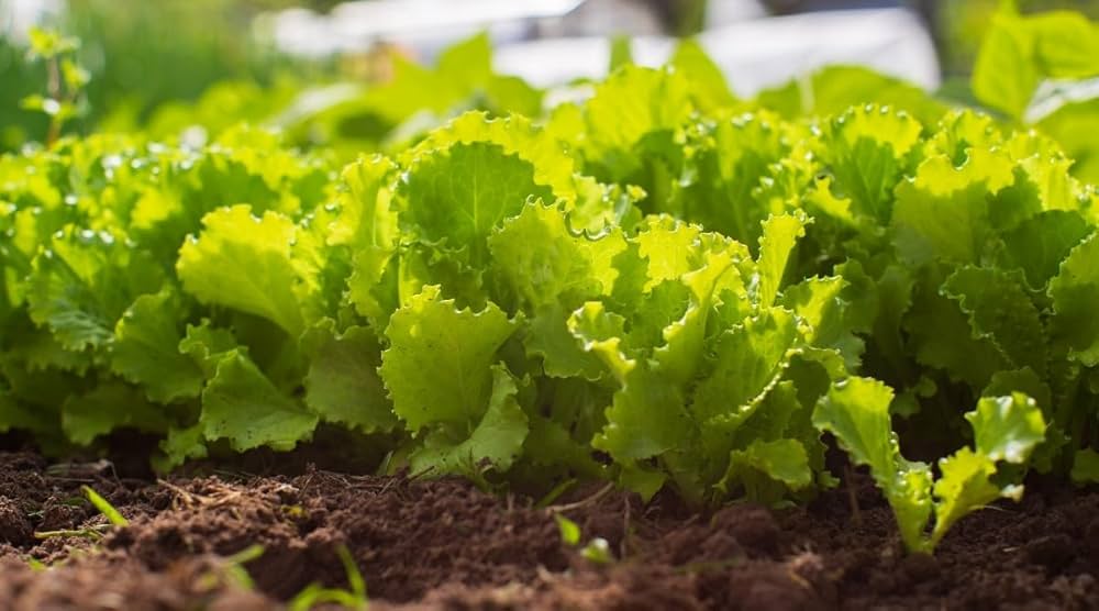 Salad Mixed greens Seeds for Planting flower bed vegetable patch