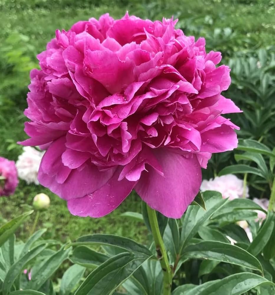 Chinese Peony Seeds Paeonia for Planting in Flower Bed & Garden