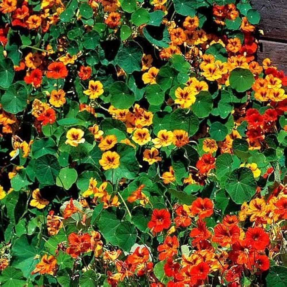 Nasturtium Flower Seeds Tropaeolum majus for Planting in Flower Bed