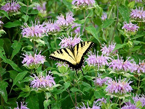 Wild Bergamot Mentha Seeds (Non-GMO) for Aromatic Herb Gardens
