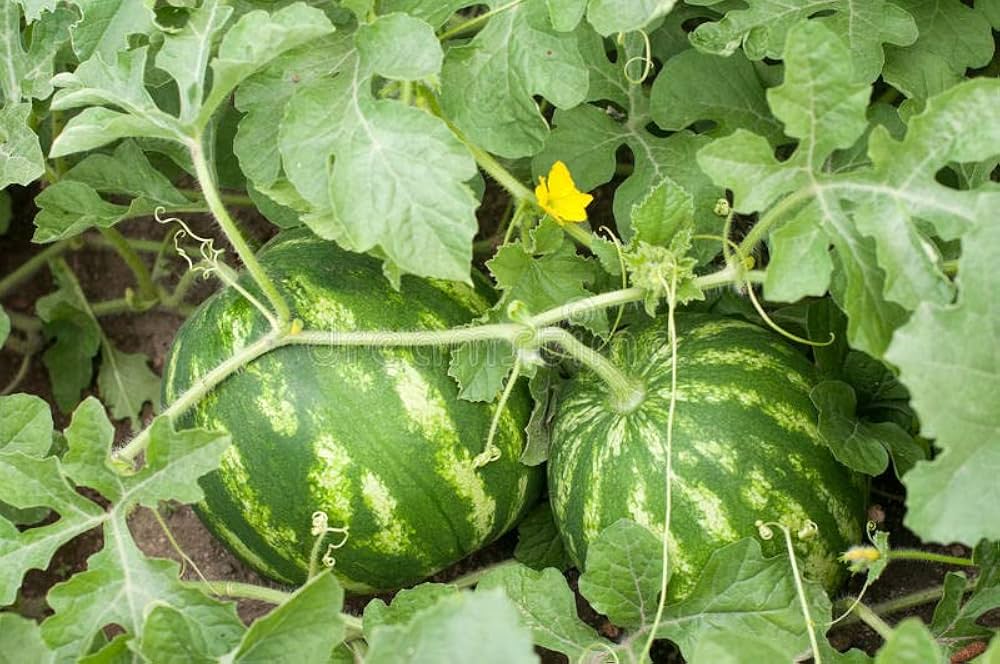 Wassermelone Fruit Seeds for Planting - Grow Your Own Juicy Watermelons
