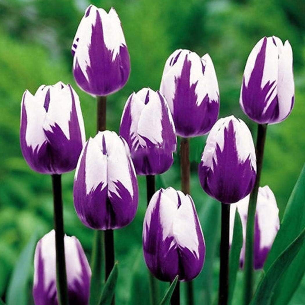 White Purple Tulip Flower seeds for Planting - Seasonal Bloomer, Heirloom & GMO Free Seeds for Home Garden
Sale seeds for home garden