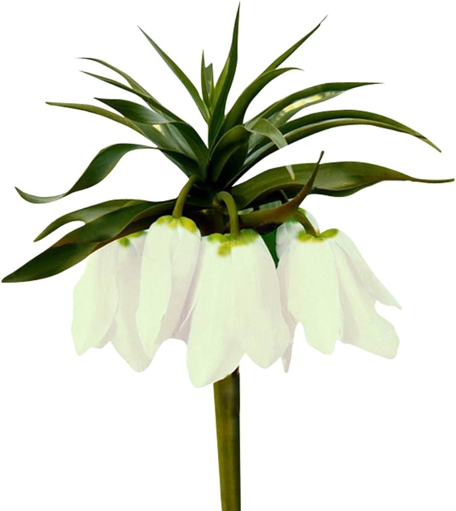 White Imperial Wang Fritillaria Flower Seeds for Planting Colorful Display Heirloom & GMO Free Seeds for Home Garden
Sale