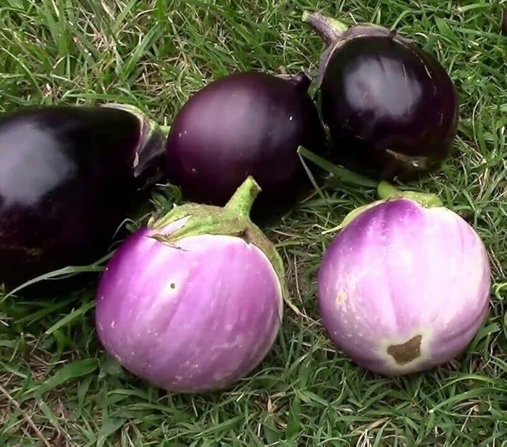 Ornamental Eggplant for pots and decorative planting