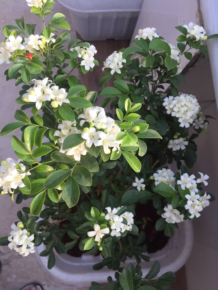 Orange Jasmine Murraya paniculata Seeds for Planting in Flower Bed and Balcony Garden