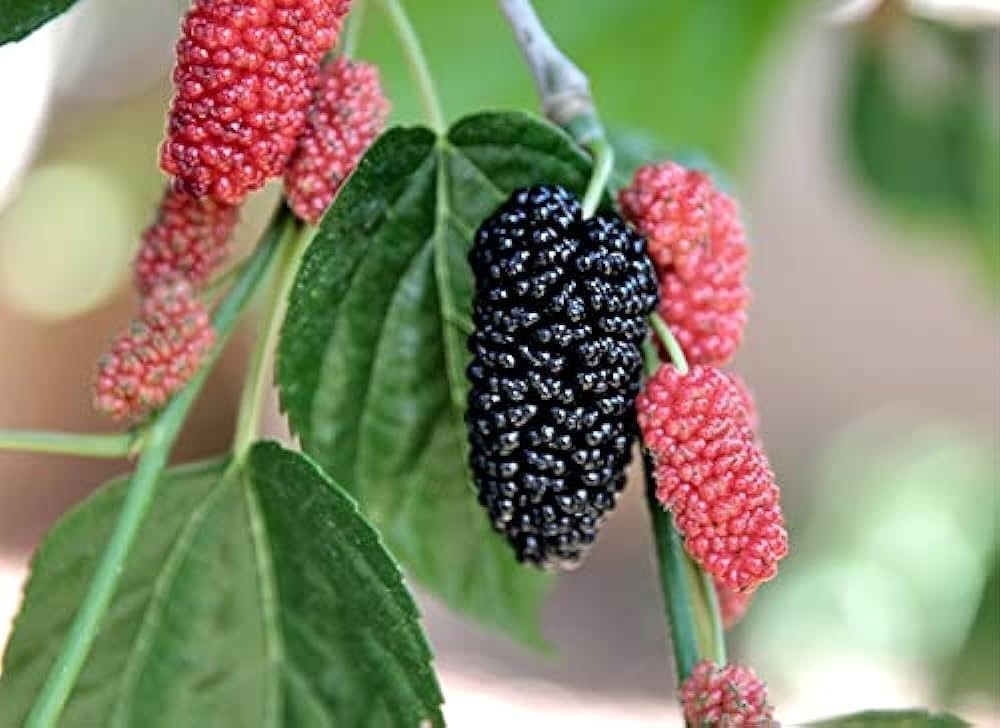 Mulberry Fruit Planting Seeds - Grow Your Own Delicious Mulberries with Easy Planting Instructions