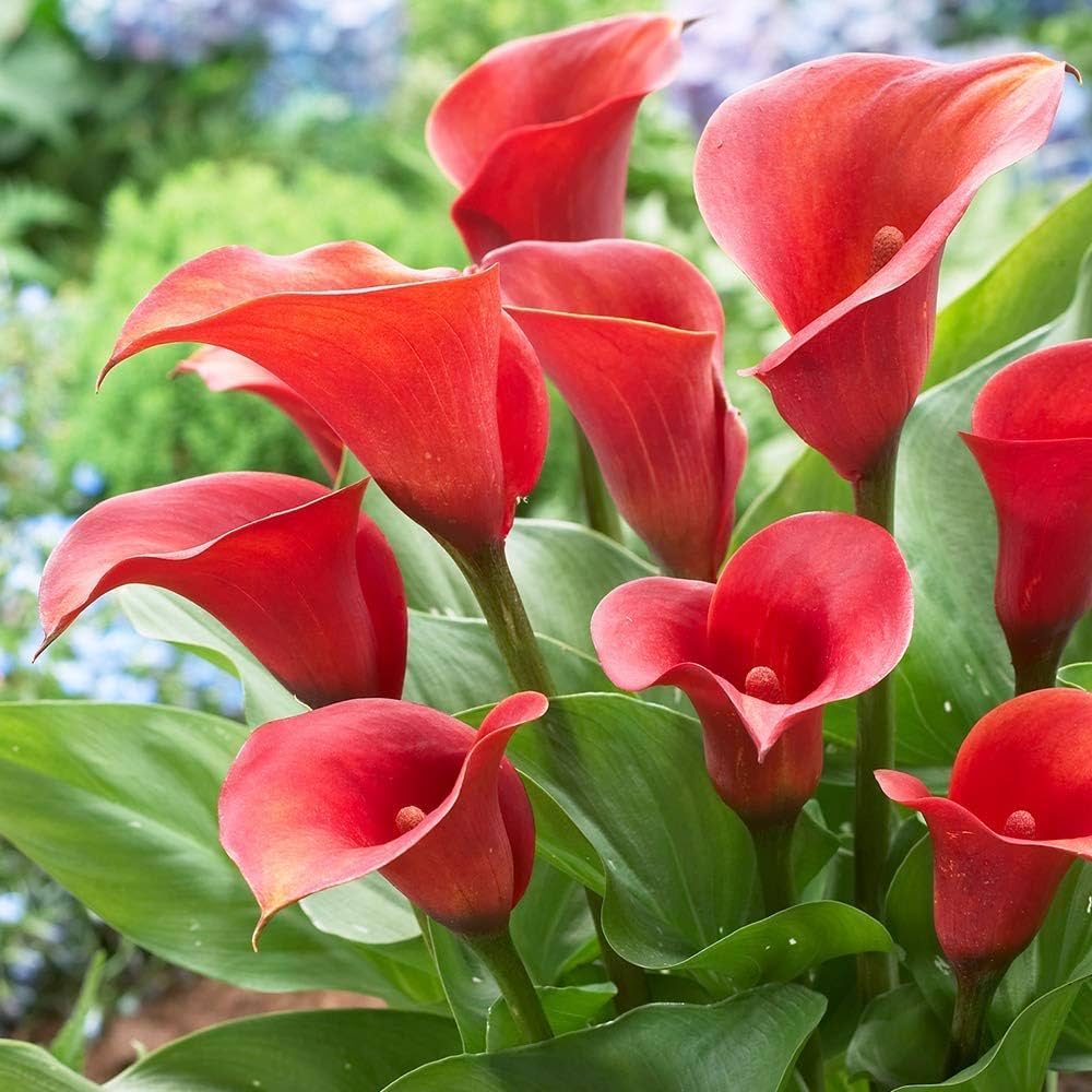 Calla Lily Zantedeschia spp. Bulbs for Planting - Perfect for Home Garden & Flower Bed
