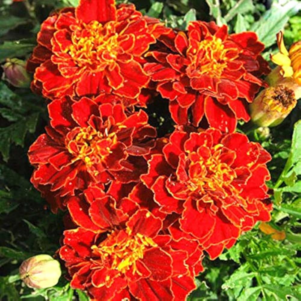Tagetes Patula Nana Bolero Seeds for Planting - Ideal for Flower Bed & Home Garden Heirloom Non-GMO Seeds