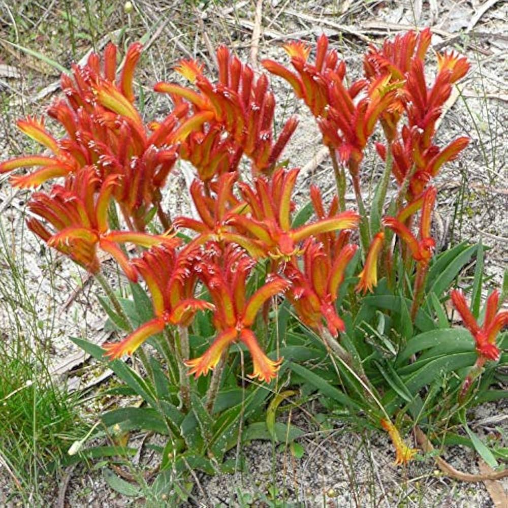 Evergrowseeds Kangaroo Paw Anigozanthos flower seed packet for planting in garden beds, includes 20 seed packets.