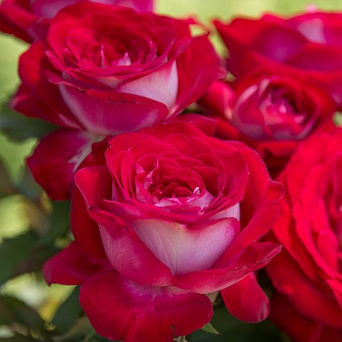 Double Delight Rose Flower Rosa spp. Seeds for Planting in Flower Bed & Garden