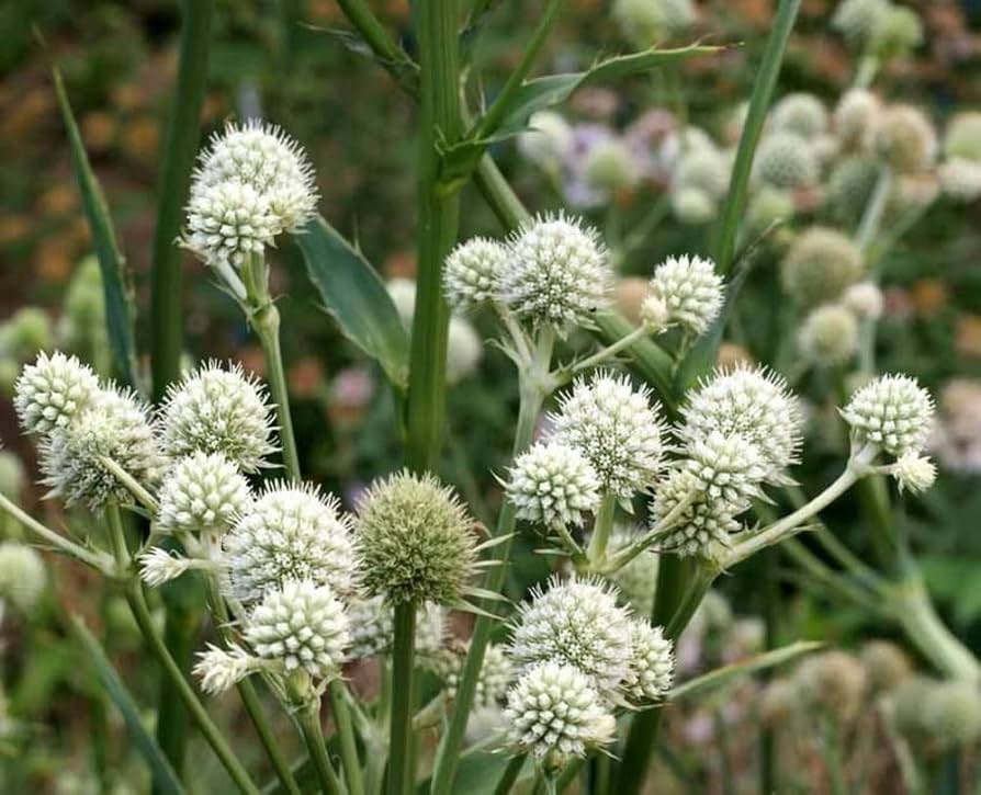Rattlesnake Master Seeds – Eryngium Yuccifolium Drought-Tolerant Perennial