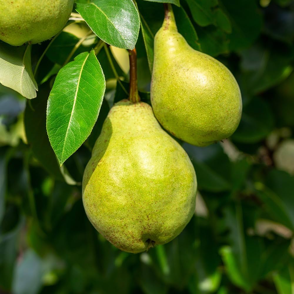 Bartlett Pear Seeds for Planting Pyrus communis for orchards and backyard edible gardens