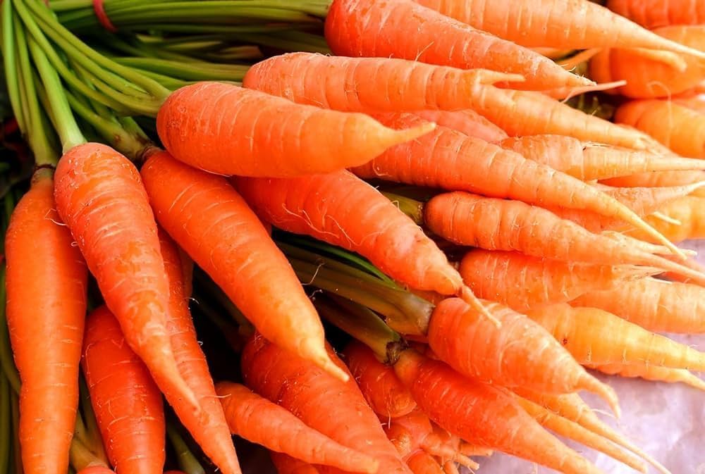 Carrot Daucus Carota Seeds for Planting