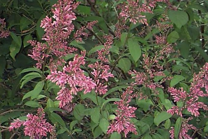 Syringa Villivosa Lilac Syringa spp Flower Seeds for Planting in Garden