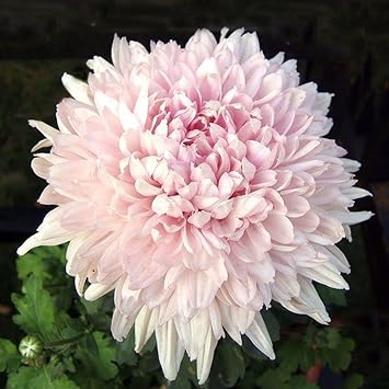 Baby Pink Chrysanthemum Flower seeds for Planting - Pollinator Friendly, Heirloom & GMO Free Seeds for Home Garden
Sale seeds for home garden