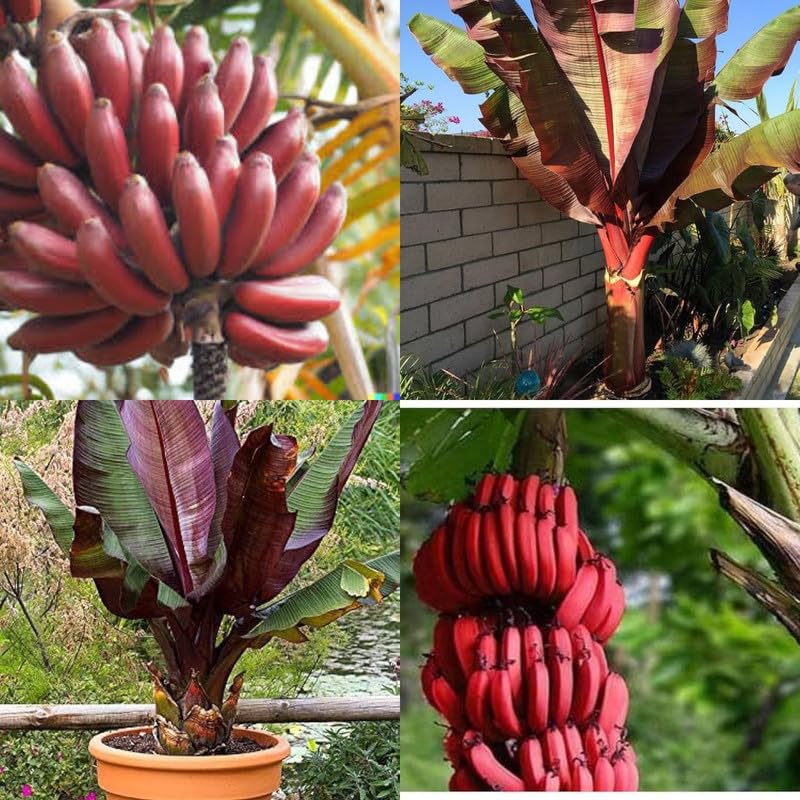Red Banana Planting Seeds - Grow Exotic Tropical Fruit in Your Garden