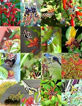 Mixed Hamelia Patens Flower seeds blooming in flower beds, containers, borders, and pollinator-friendly gardens
