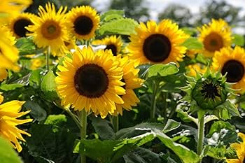 Yellow Helianthus Annus Flower Seeds for planting