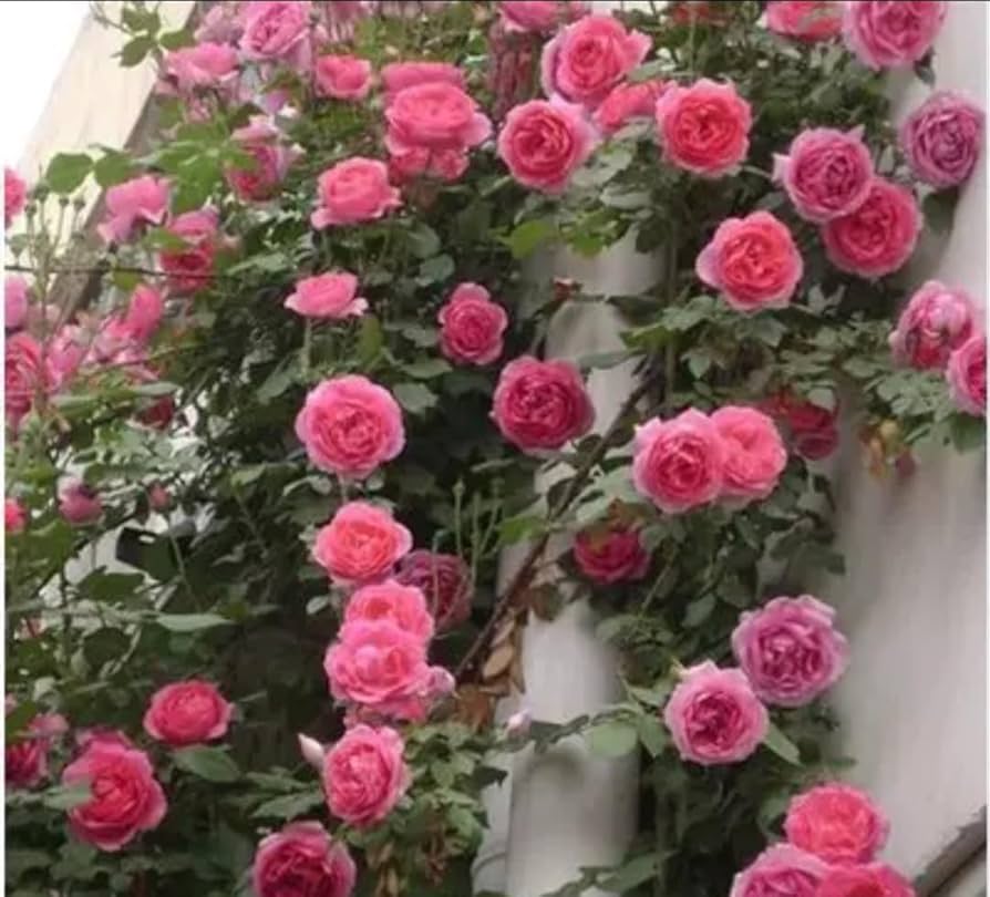 Rose Flower Seeds, Easy to Grow, DIY Garden Bonsai