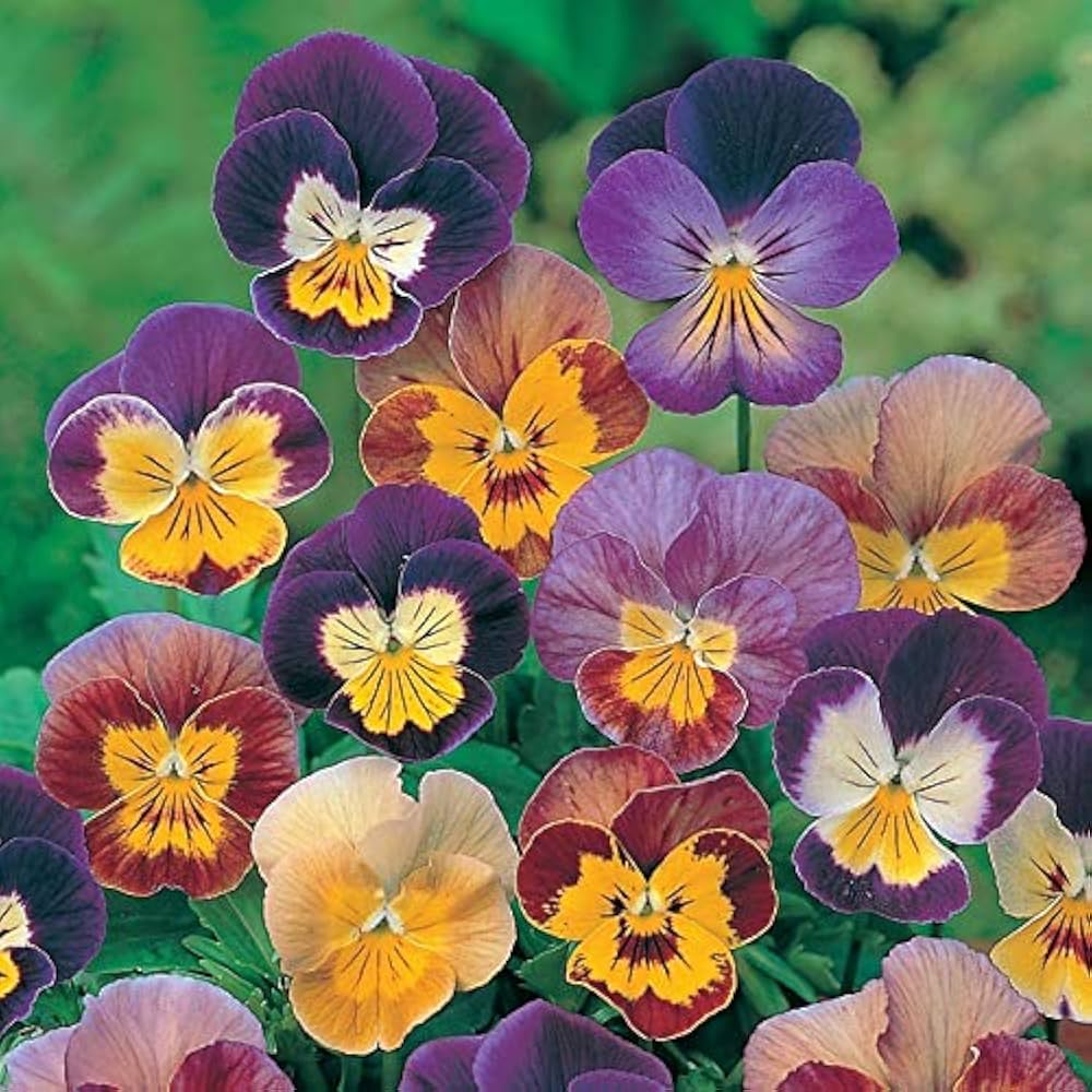 Pansy Viola tricolor Seeds for Planting in Flower Bed and Home Garden