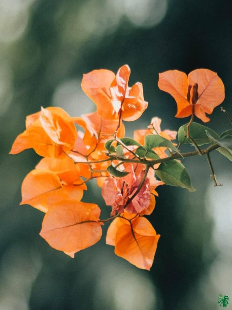 Bougainvillea Orange Flower seeds for Planting - Cottage Garden Essential, Heirloom & GMO Free Seeds for Home Garden
Sale seeds for planting in home garden