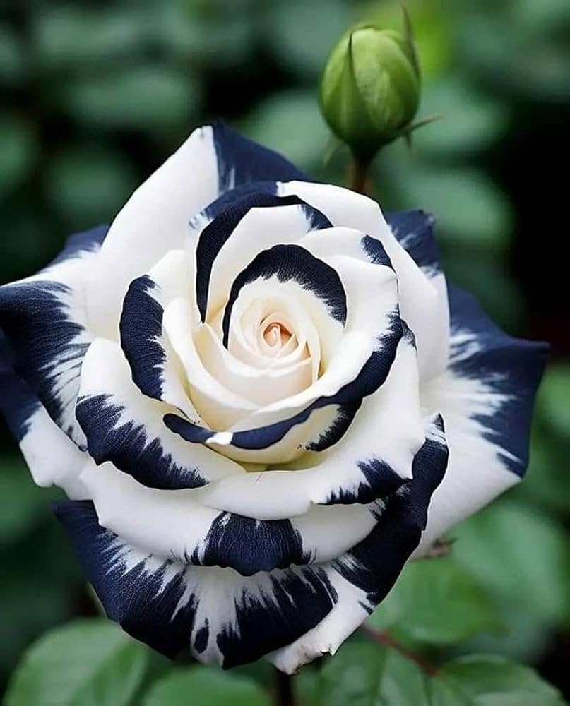 Black and White Rose Flower seeds for Planting - Garden Favorite, Heirloom & GMO Free Seeds for Home Garden
Sale for planting in home garden.