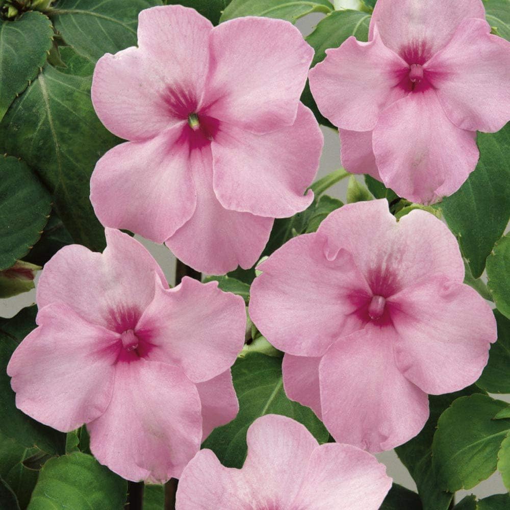 Impatiens Flower seeds blooming in flower beds, containers, borders, and pollinator-friendly gardens