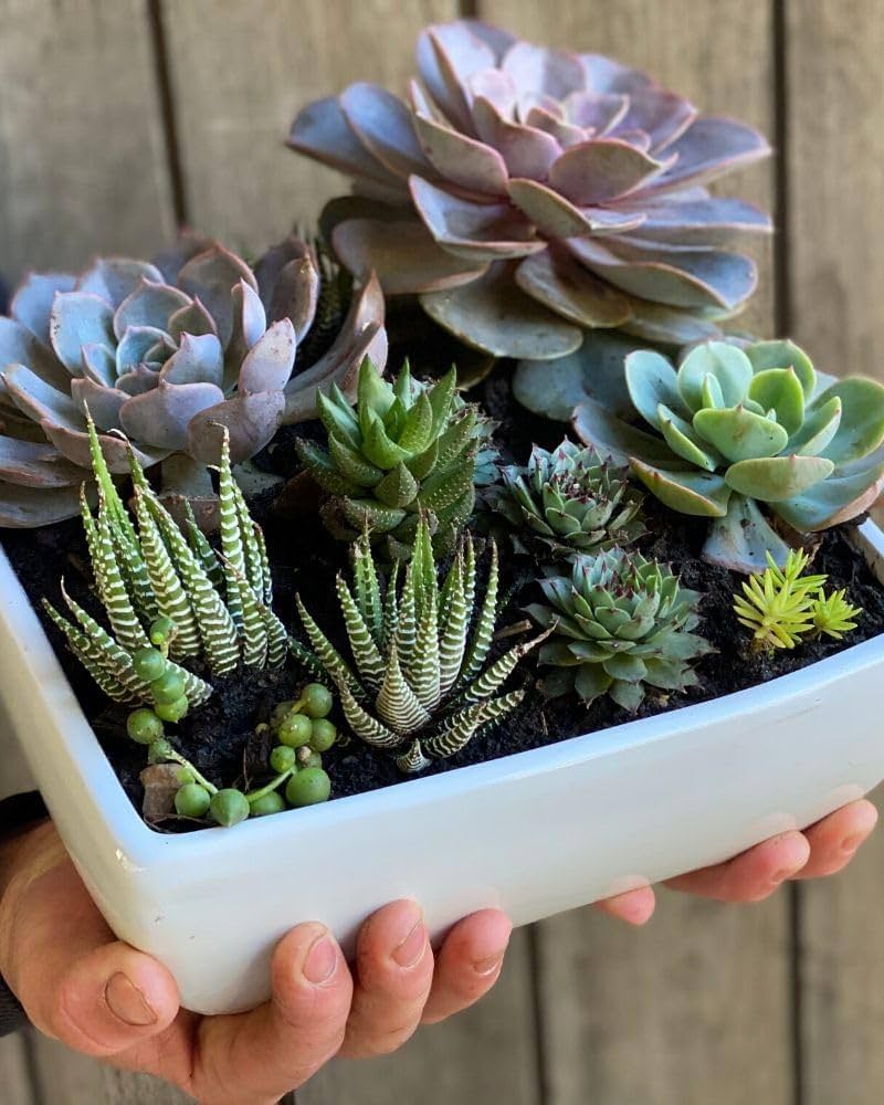 Succulent Plant Seeds Planting