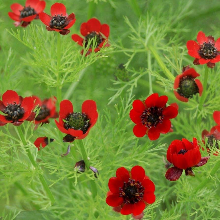 Adonis aestivalis for planting in cottage garden