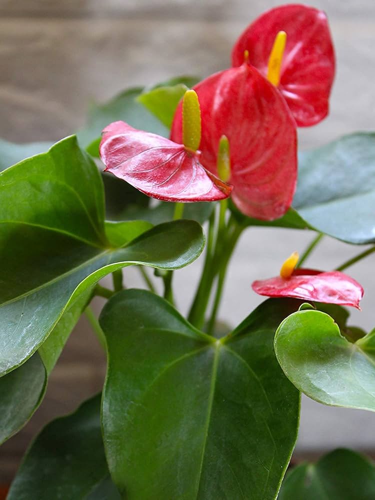 Mixed Anthurium Andraeanum Flower seeds for Planting - Bright Blooms, Heirloom & GMO Free Seeds for Home Garden