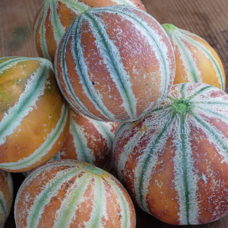 Mixed Kajari Melon Seeds for Planting