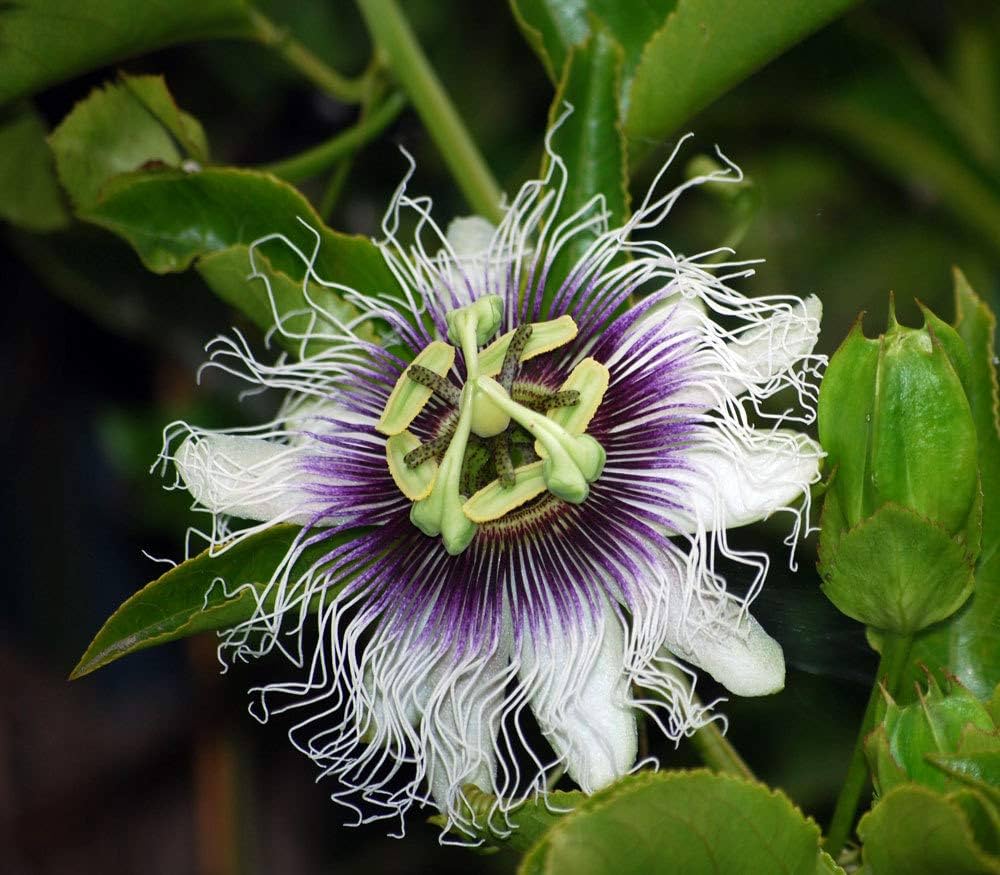 Purple Passiflora Flower seeds for Planting - Cut Flower Favorite, Heirloom & GMO Free Seeds for Home Garden