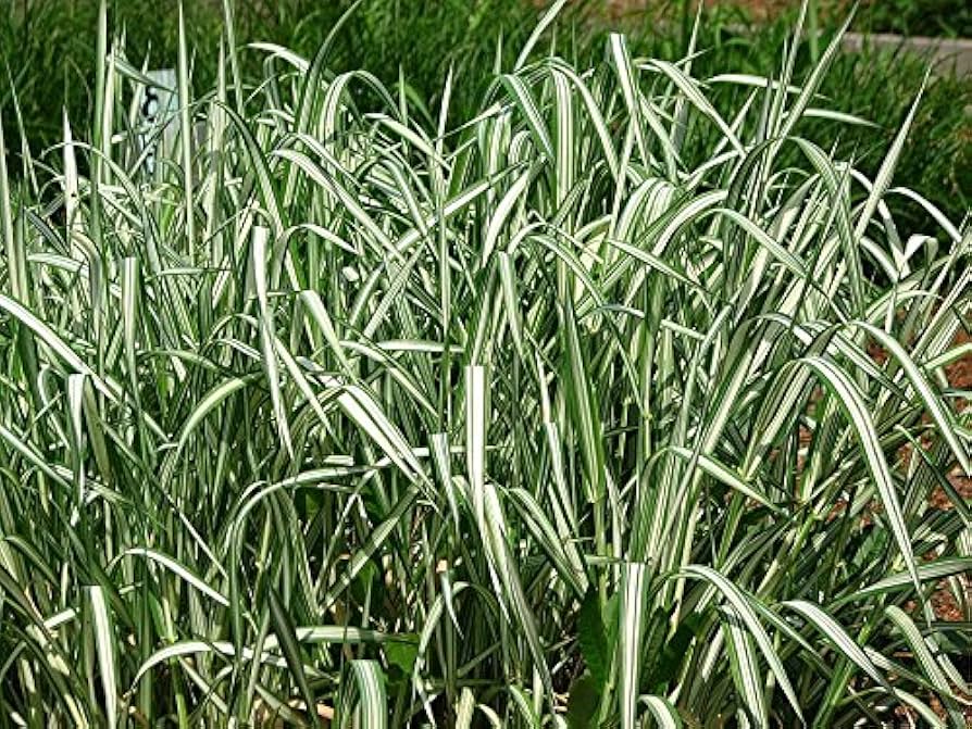 Phalaris Arundinacea Ribbon Grass Seeds for Planting