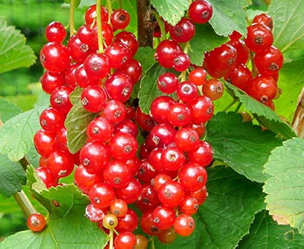 Red Currant Fruit Seeds for Planting Grow Flavorful Currants in Your Garden