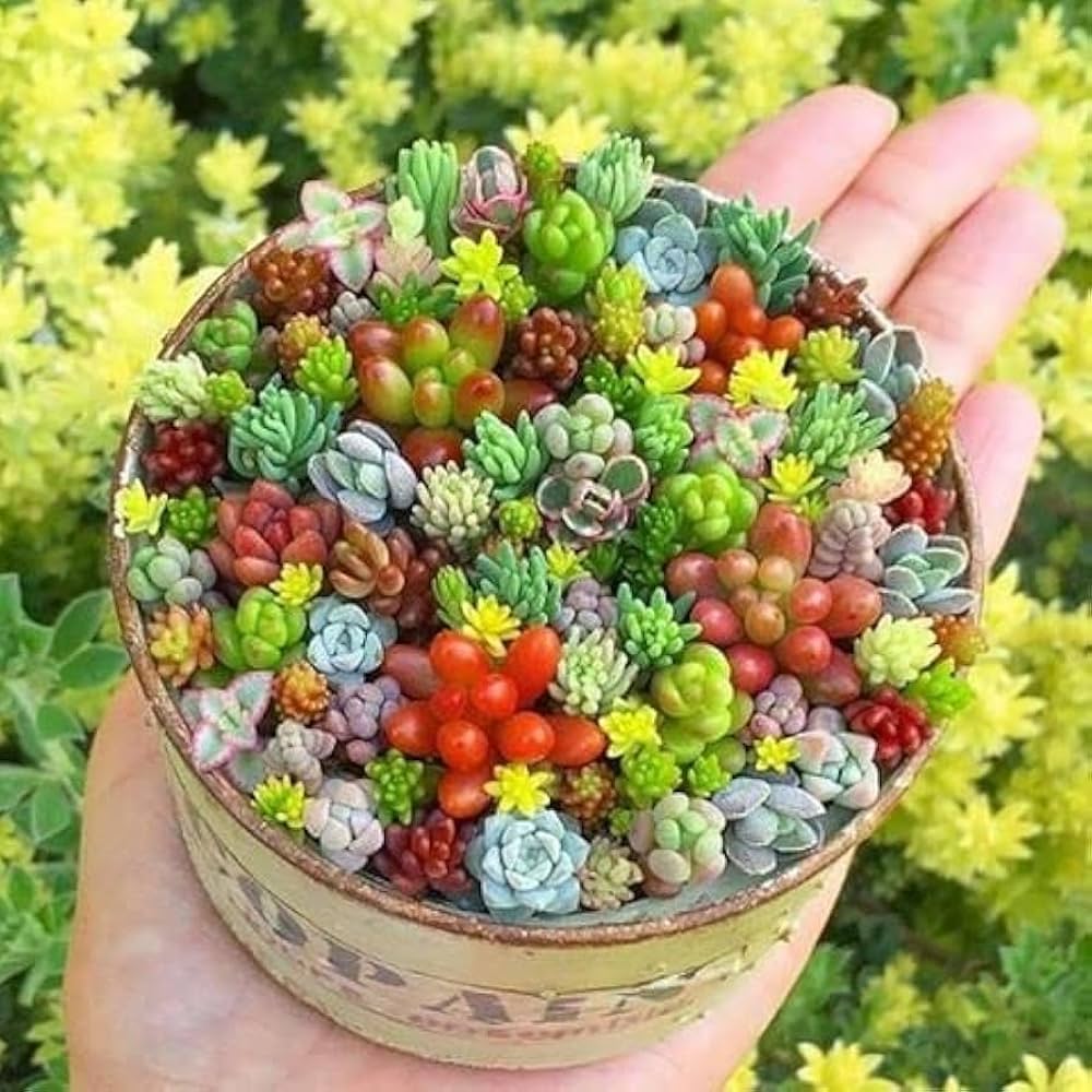 Succulent Seeds for Planting - Easy to Grow Indoor & Outdoor Plants