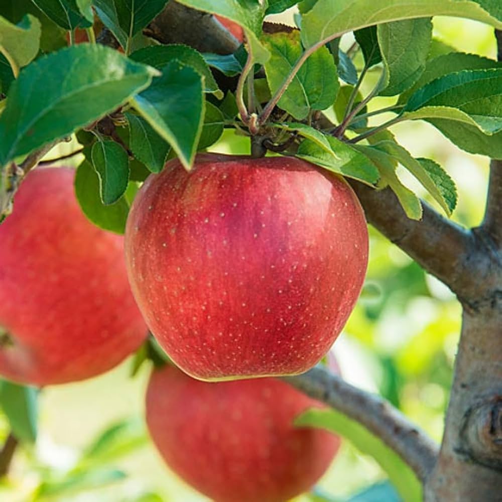Red & Yellow Apple Fruit Seeds for Easy Planting