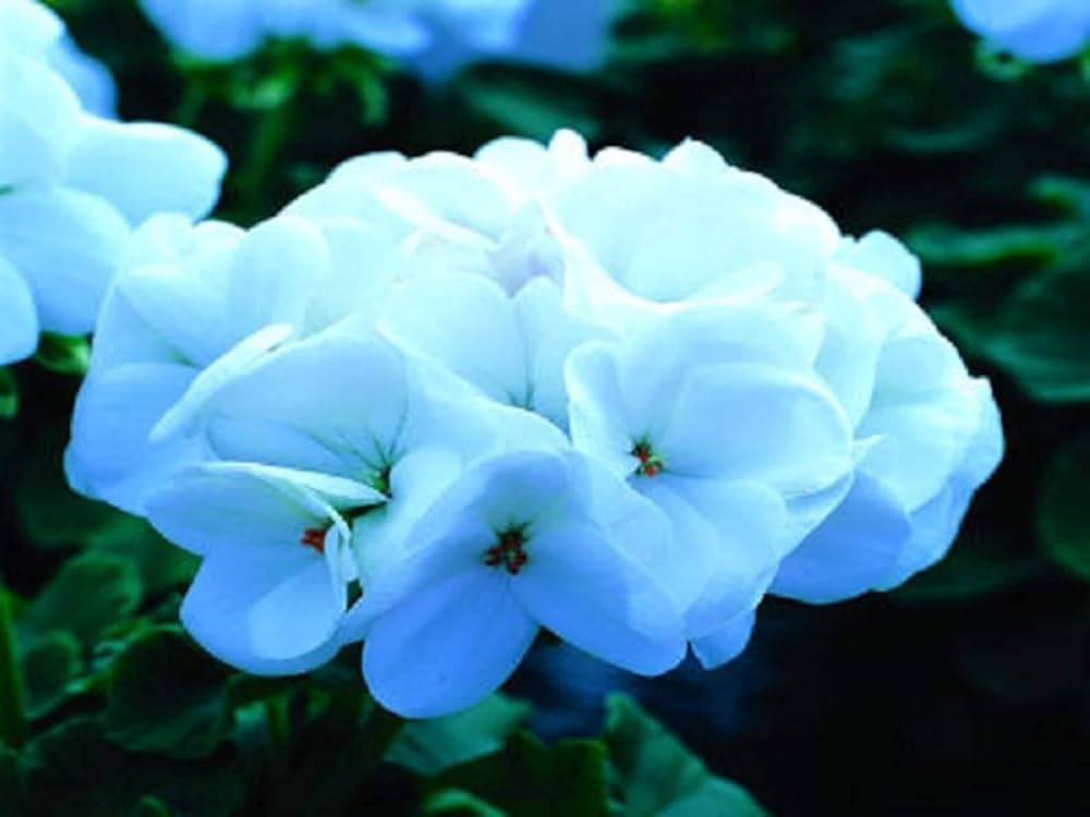 White Geranium Flower Seeds Pelargonium spp. for Planting in Window Boxes and Urban Garden