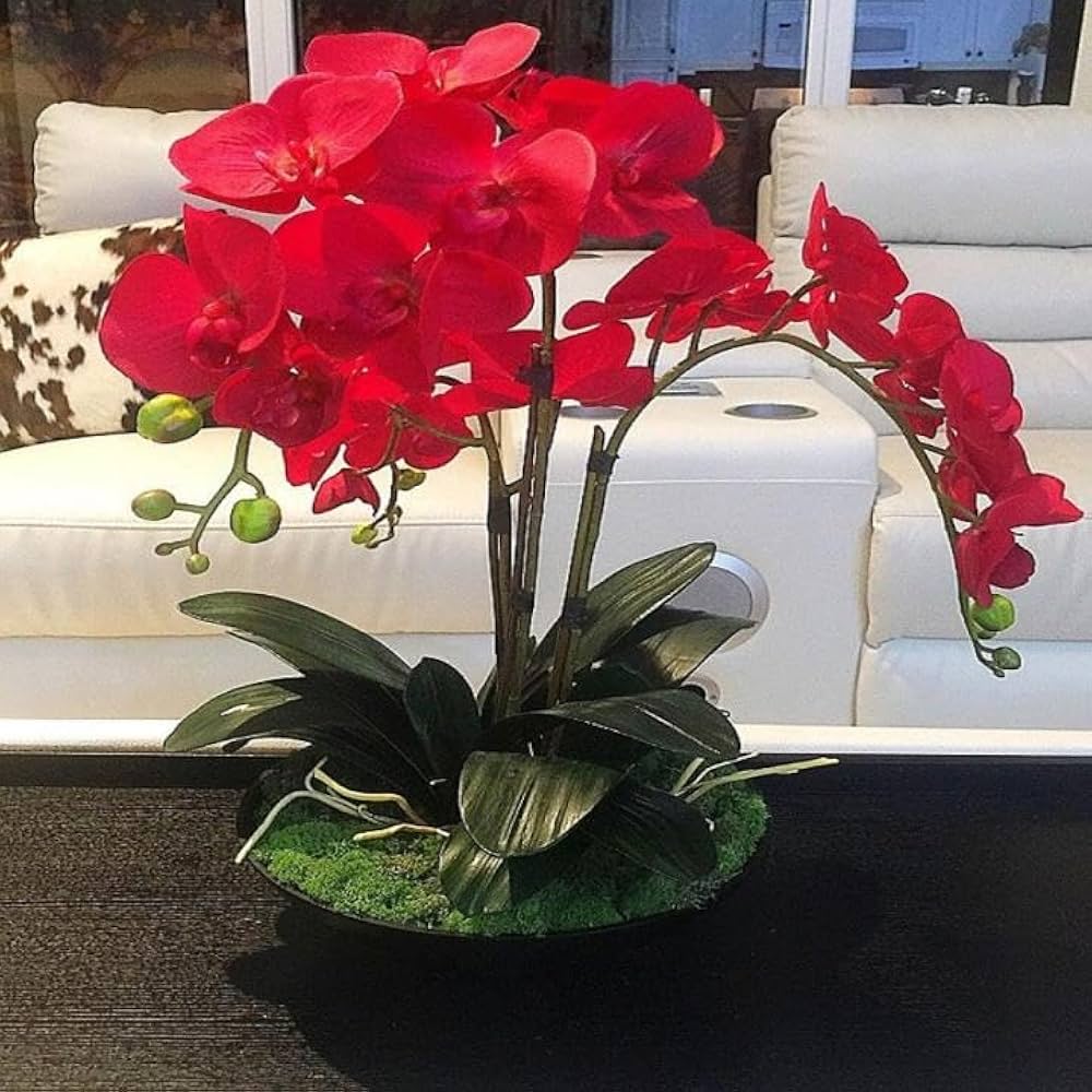 Light Red Orchid Phalaenopsis Seeds for Planting Cut Flower Favorite Heirloom & GMO Free Seeds for Home Garden
Sale