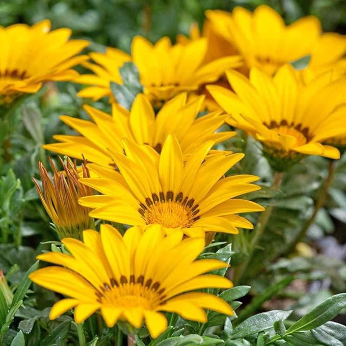 Gazania Yellow Seeds for Bright Yellow Gazania Flowers