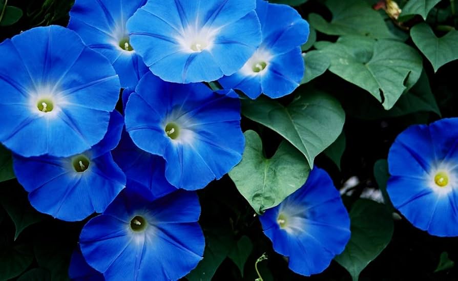 Morning Glory Flower Seeds for Vibrant Garden Blooms
