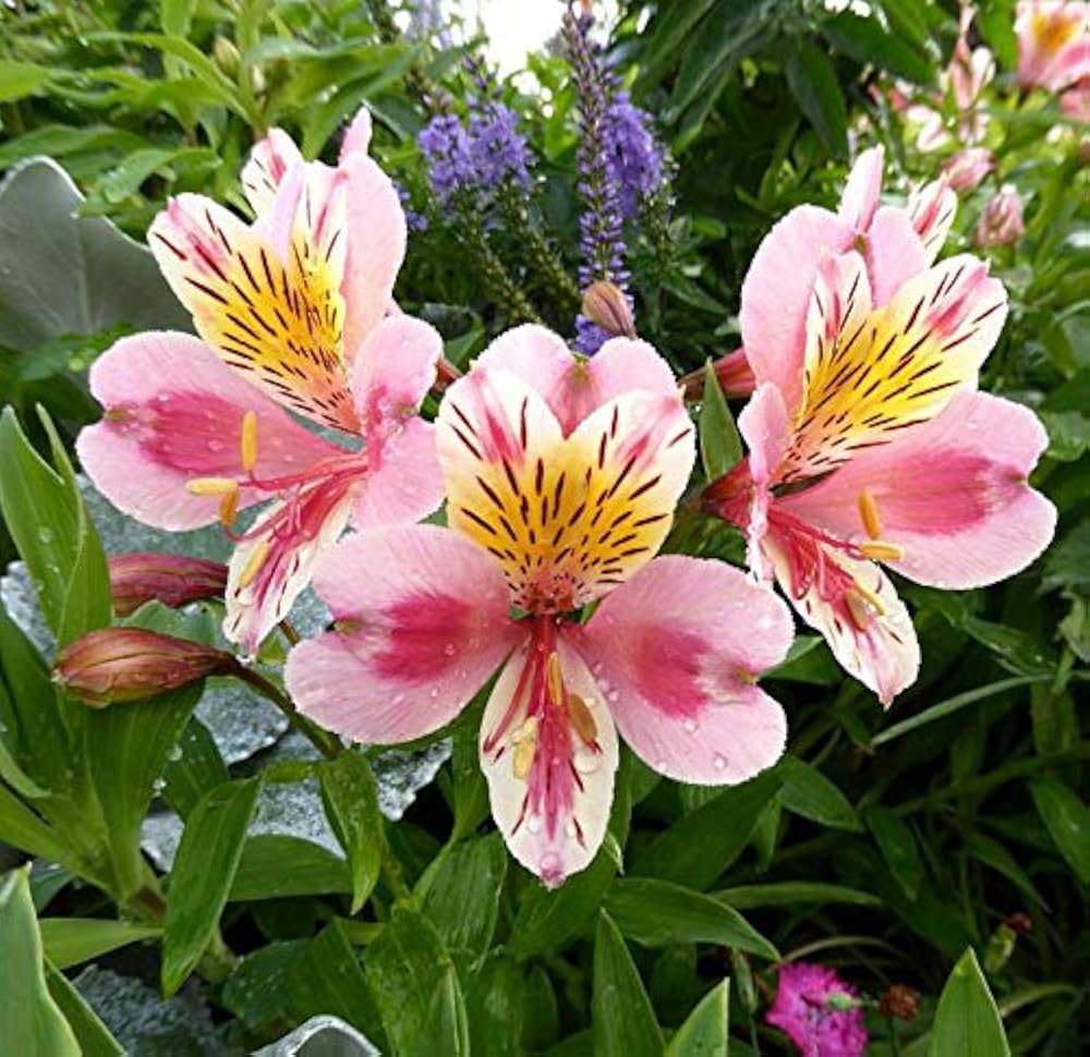 Peruvian Lily Alstroemeria spp Mixed Flower Seeds for Planting in Garden and Flower Bed