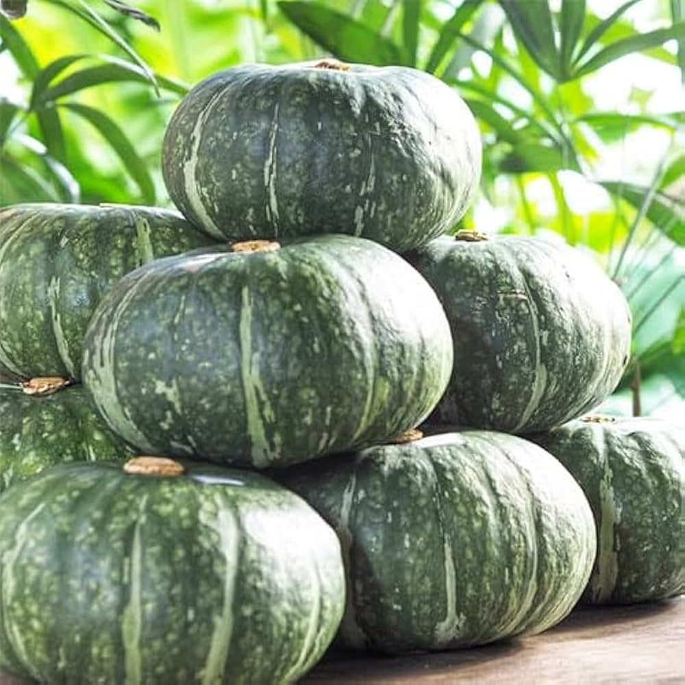 Calabaza Pumpkin Seeds for Planting Cucurbita moschata for large vegetable gardens and open plots