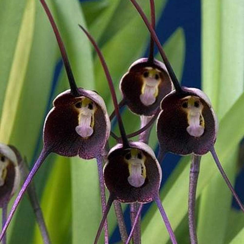 Violet Monkey Face Flower seeds for Planting - Colorful Display, Heirloom & GMO Free Seeds for Home Garden
Sale seeds for planting in home garden