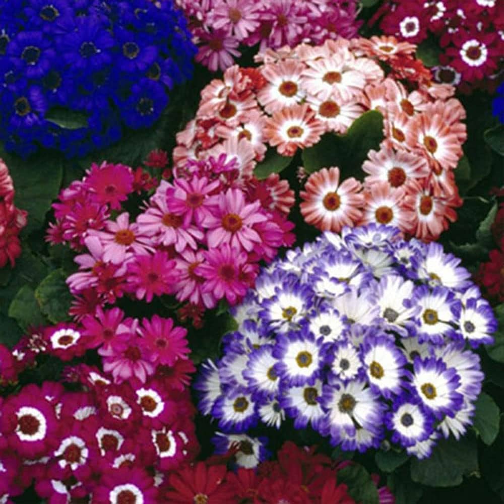 Mixed Colors Flower Seeds Flower seeds for Planting - Bright Blooms, Heirloom & GMO Free Seeds for Home Garden