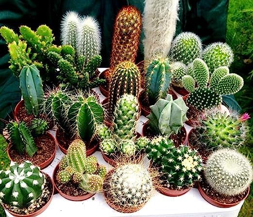 Mixed Opuntia Flower seeds blooming in flower beds, containers, borders, and pollinator-friendly gardens