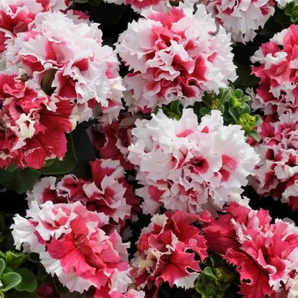 Petunia Double Madness Red and White Seeds for Planting flower bed