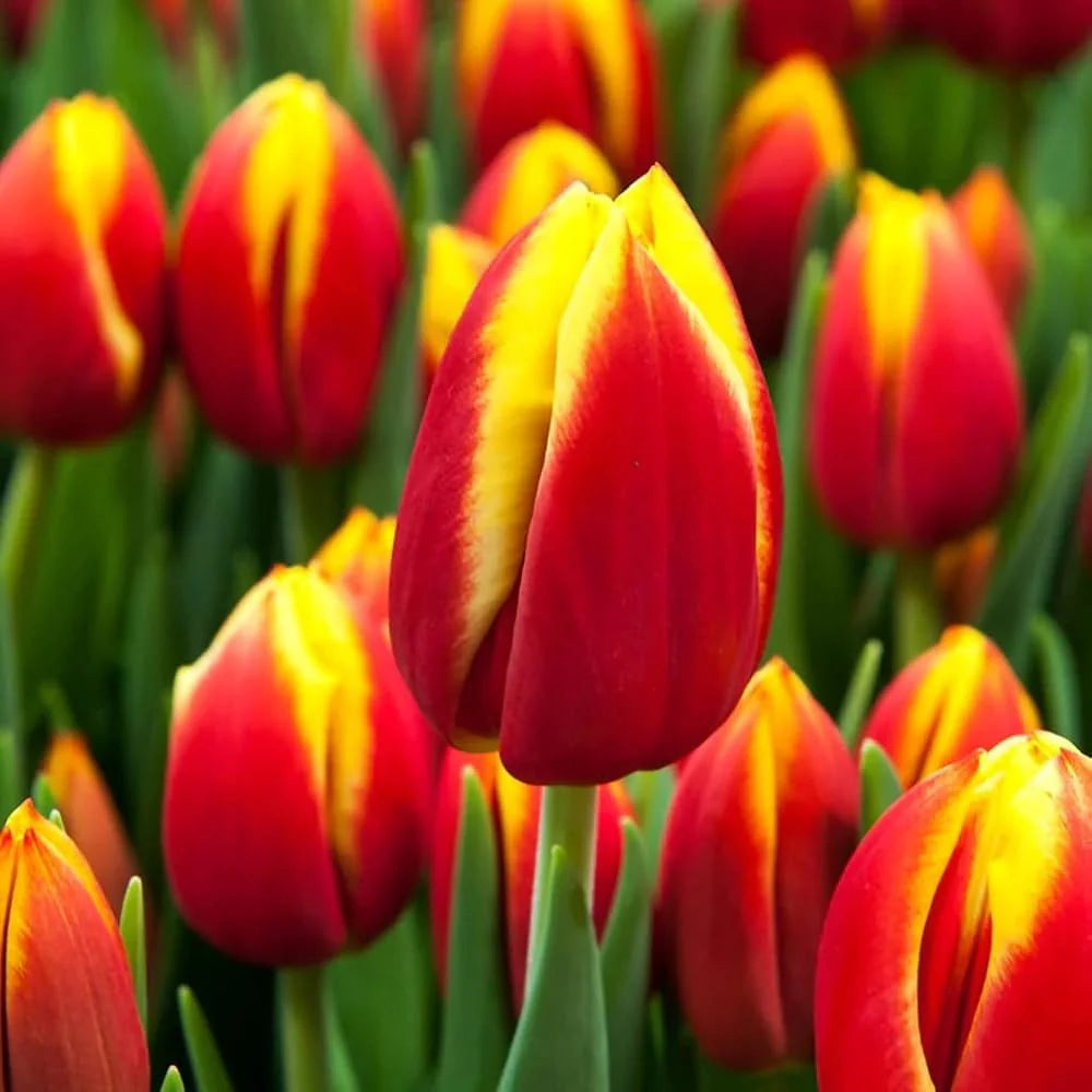 Yellow Red Tulip Flower Seeds for Planting – Heirloom NonGMO Premium Organic Garden Seeds with High Germination
Sale